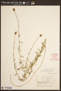 Dalea carnea image