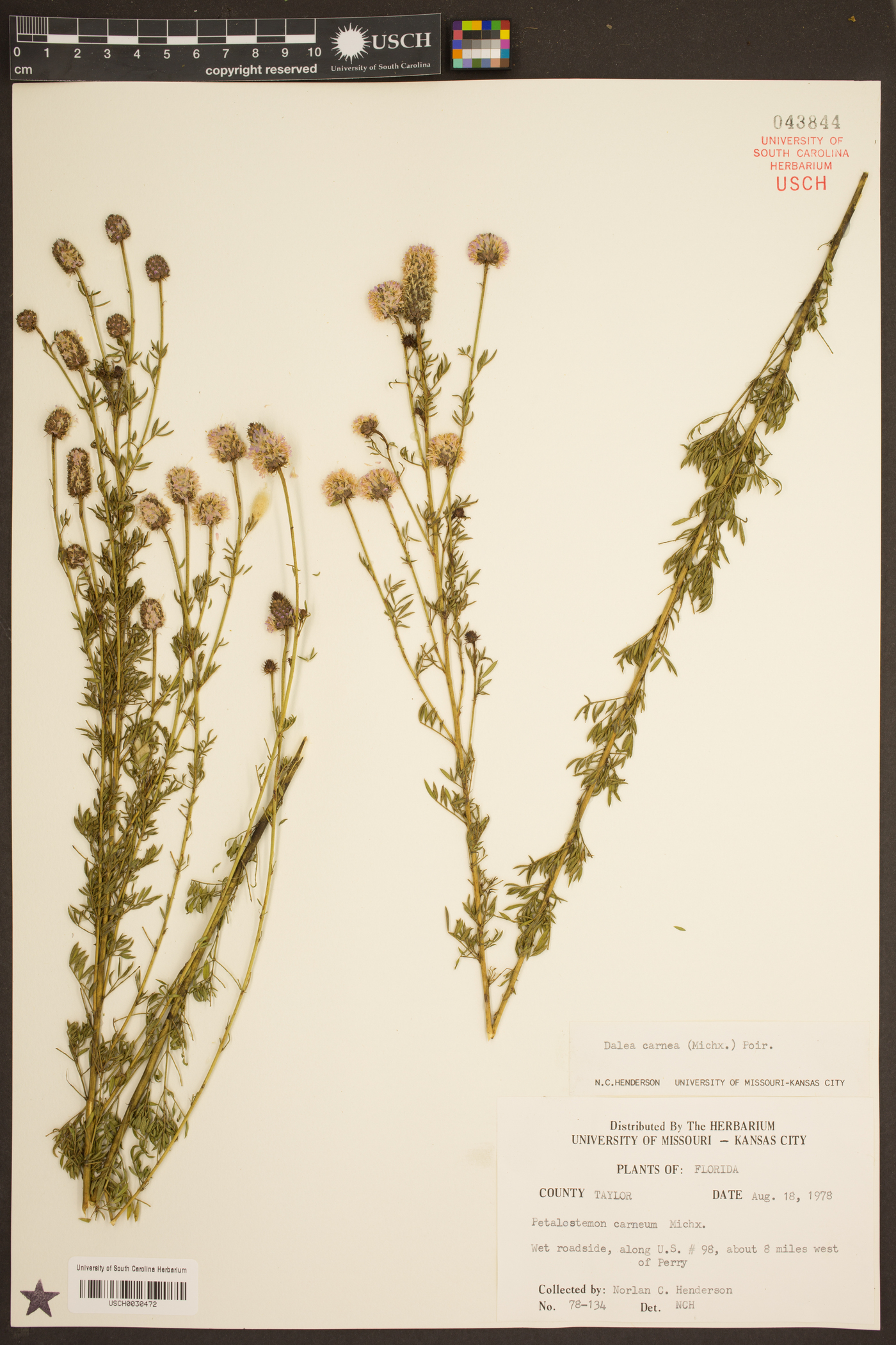 Dalea carnea image