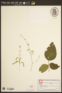 Desmodium cuspidatum image