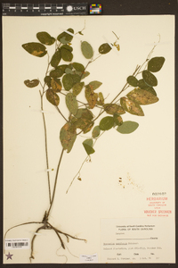 Desmodium perplexum image