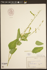 Desmodium canescens image