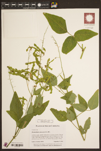 Desmodium canescens image