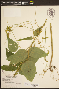 Desmodium canescens image