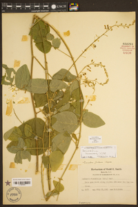 Desmodium canescens image