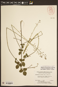 Desmodium ciliare image