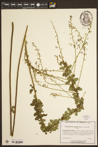 Desmodium ciliare image