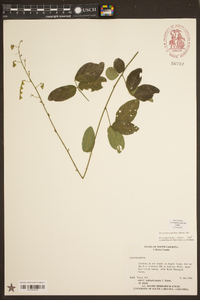 Desmodium glabellum image