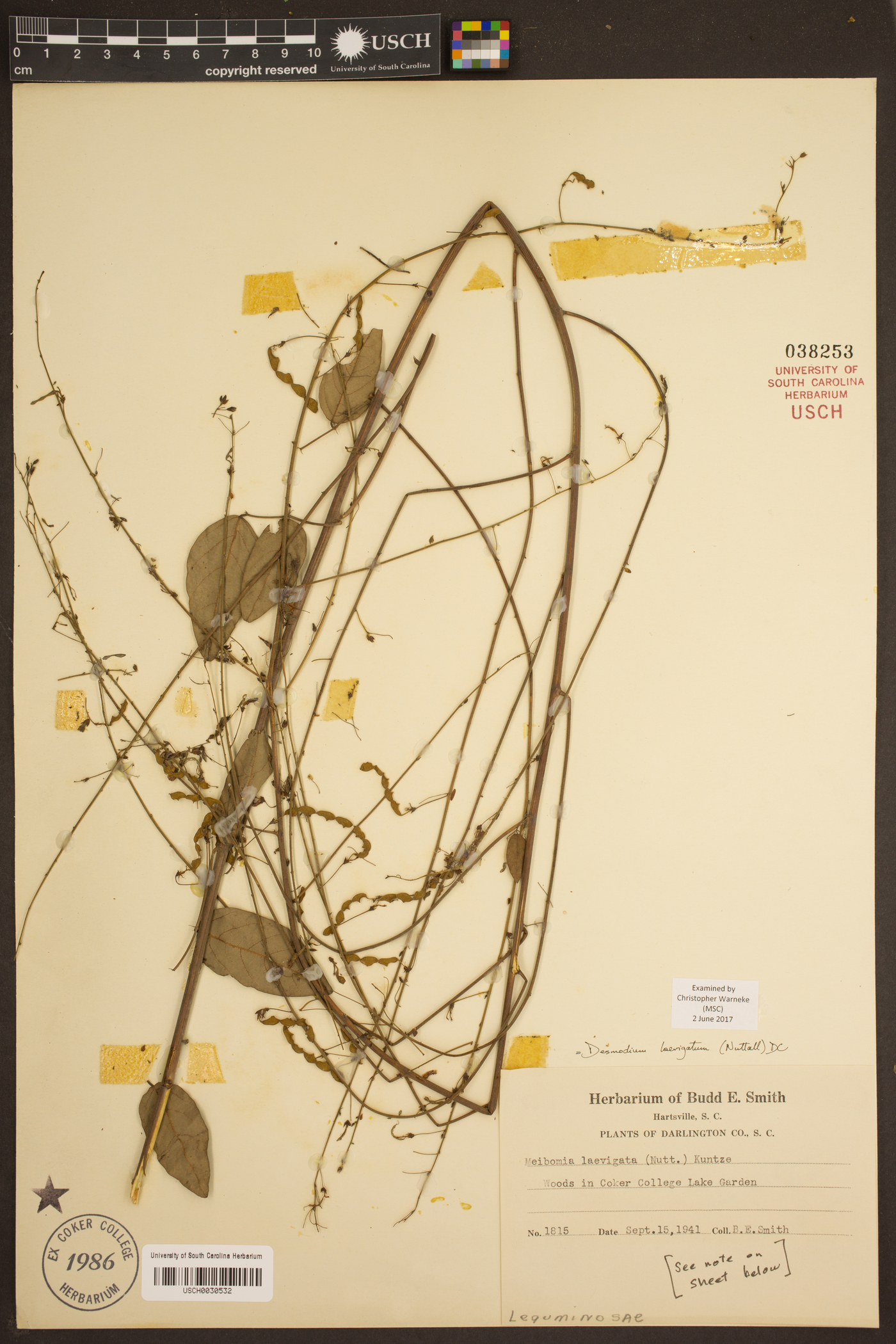 Desmodium laevigatum image