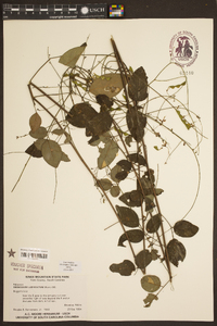 Desmodium laevigatum image