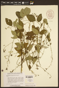 Desmodium laevigatum image