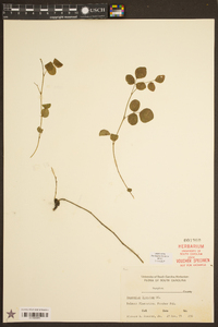 Desmodium lineatum image