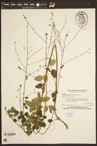 Desmodium marilandicum image