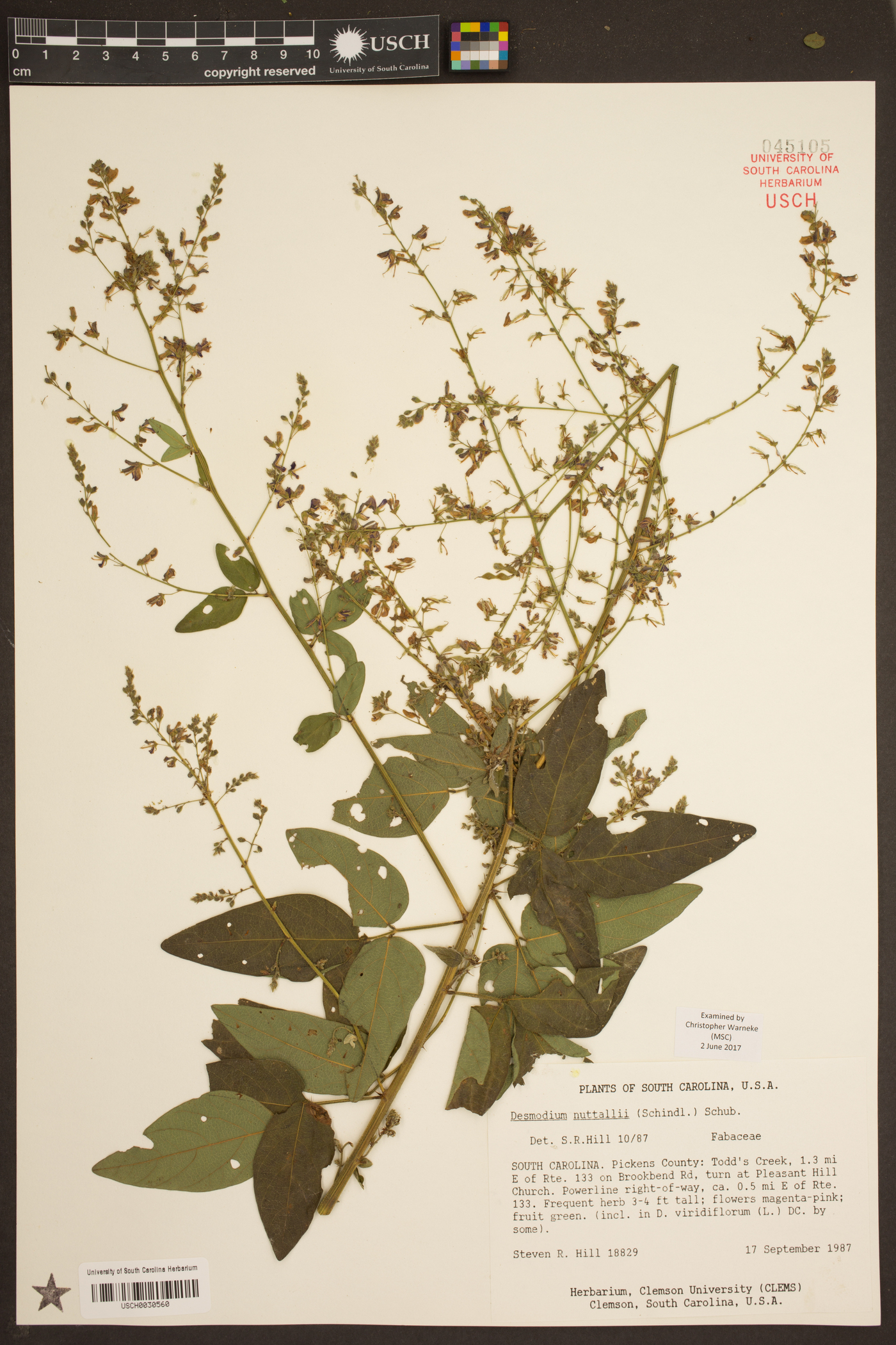 Desmodium nuttallii image