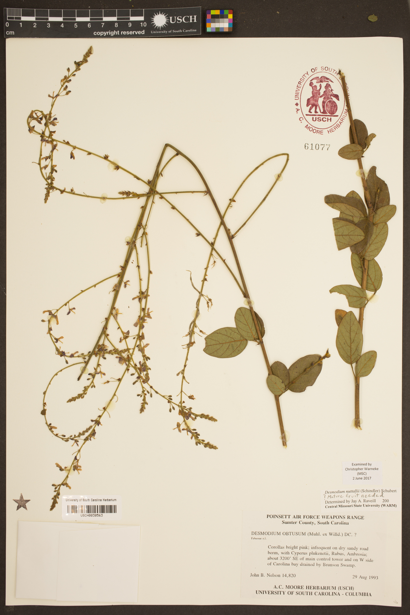Desmodium nuttallii image