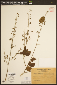 Desmodium nuttallii image