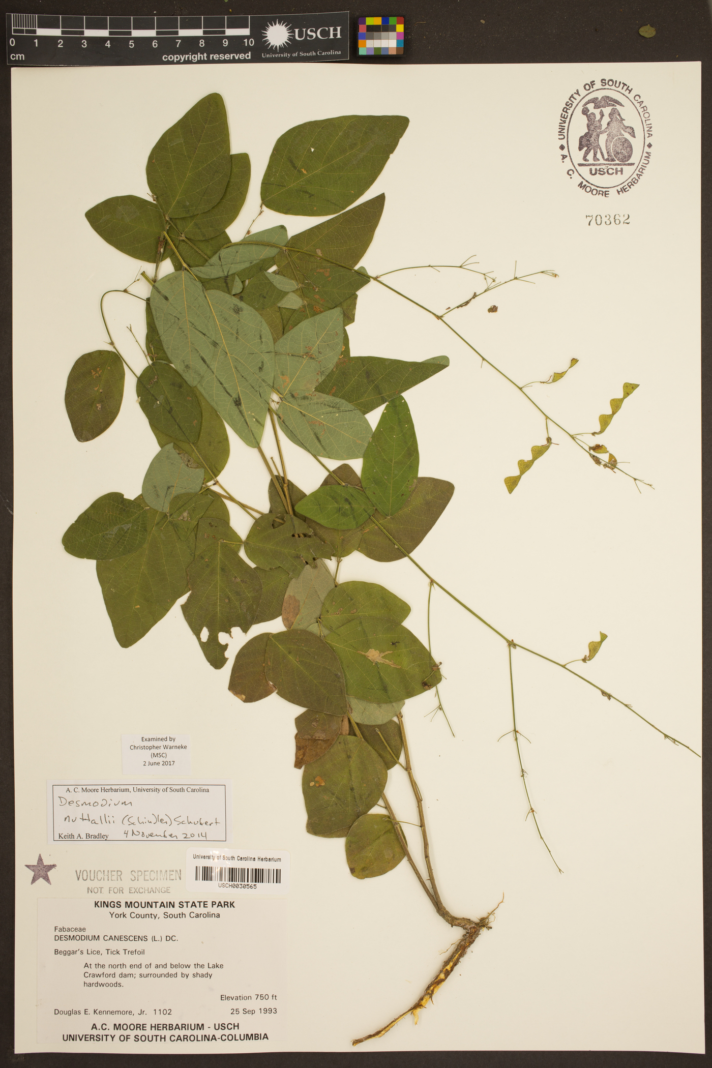 Desmodium nuttallii image