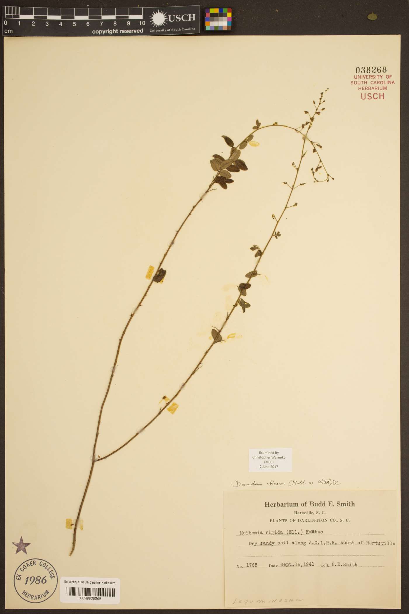 Desmodium obtusum image