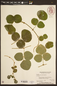 Desmodium rotundifolium image