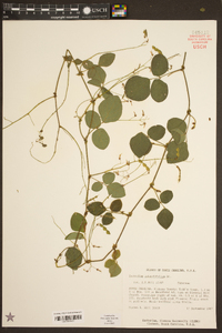 Desmodium rotundifolium image