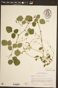 Desmodium rotundifolium image