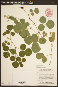 Desmodium rotundifolium image