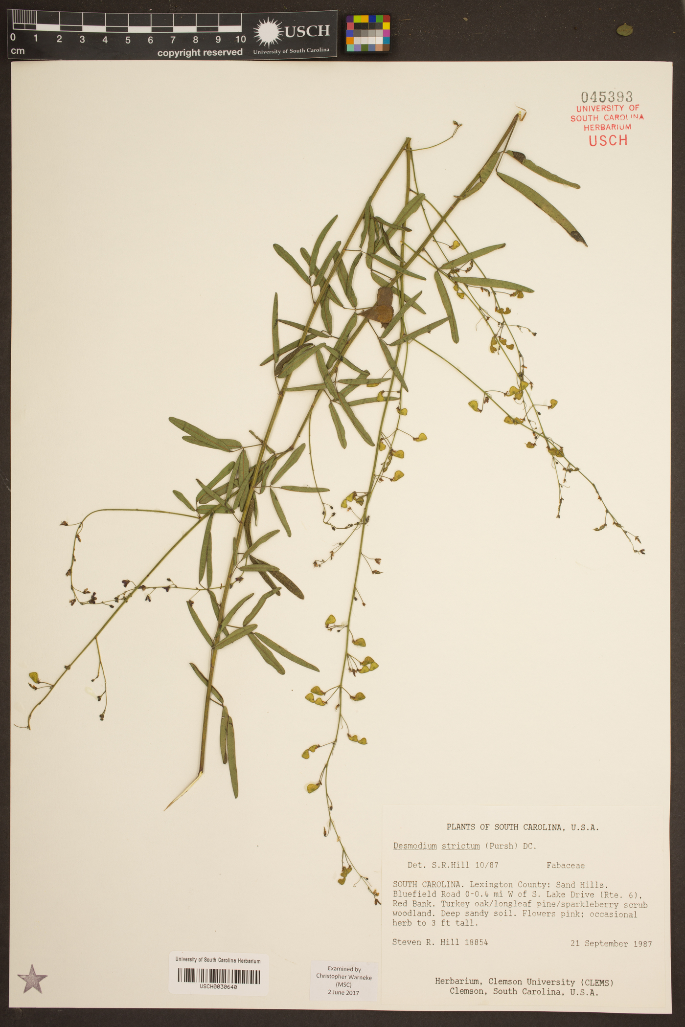 Desmodium strictum image