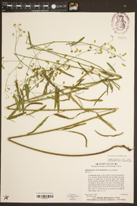 Desmodium strictum image