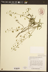 Desmodium strictum image