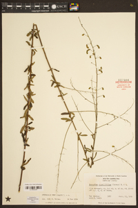 Desmodium tenuifolium image