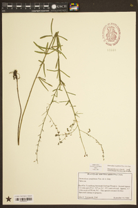 Desmodium tenuifolium image