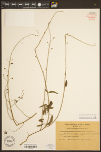 Desmodium tenuifolium image