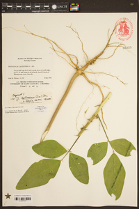 Desmodium tortuosum image