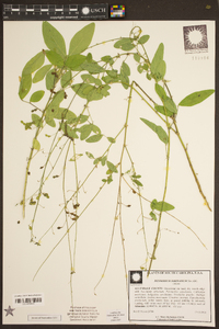 Desmodium tortuosum image