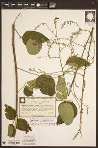 Desmodium canescens image