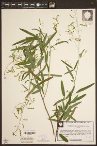 Desmodium tenuifolium image