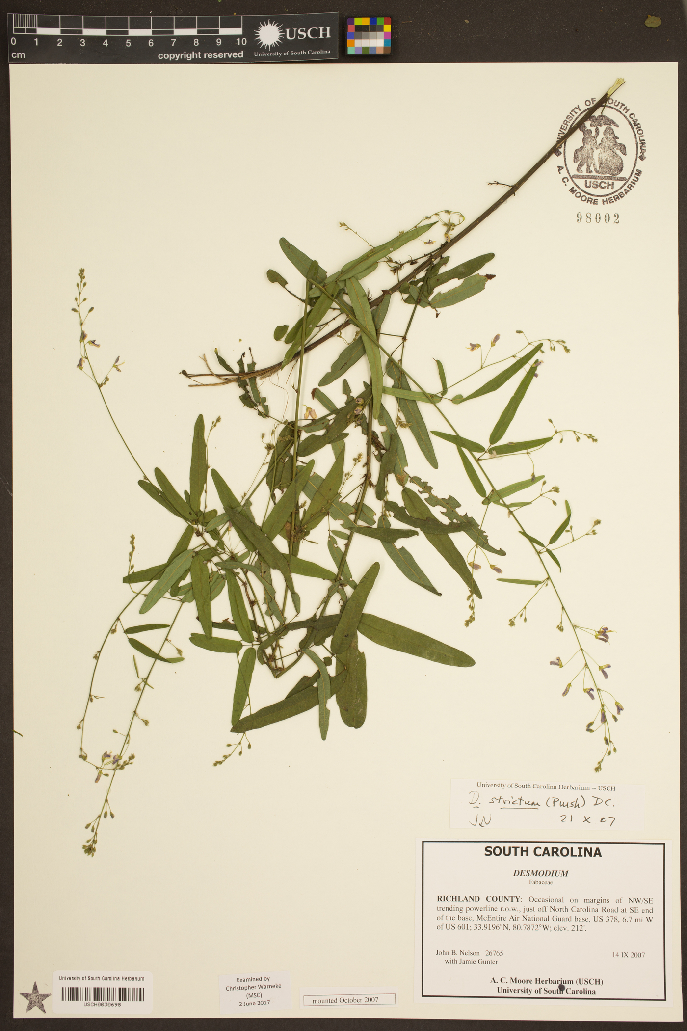 Desmodium strictum image