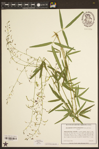 Desmodium tenuifolium image