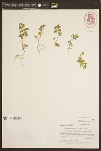 Desmodium triflorum image