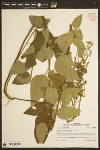 Desmodium viridiflorum image