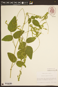 Desmodium canescens image