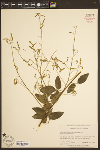 Desmodium glabellum image