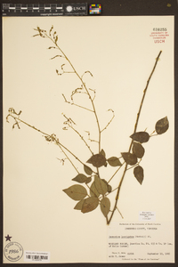 Desmodium laevigatum image