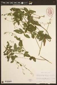 Desmodium laevigatum image