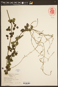 Desmodium marilandicum image