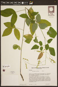 Desmodium perplexum image