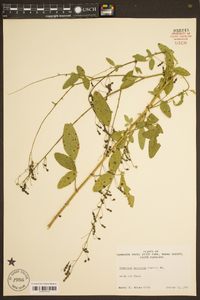 Desmodium tortuosum image