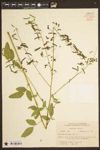 Desmodium tortuosum image