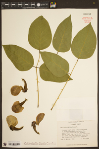 Erythrina crista-galli image