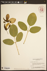 Erythrina crista-galli image