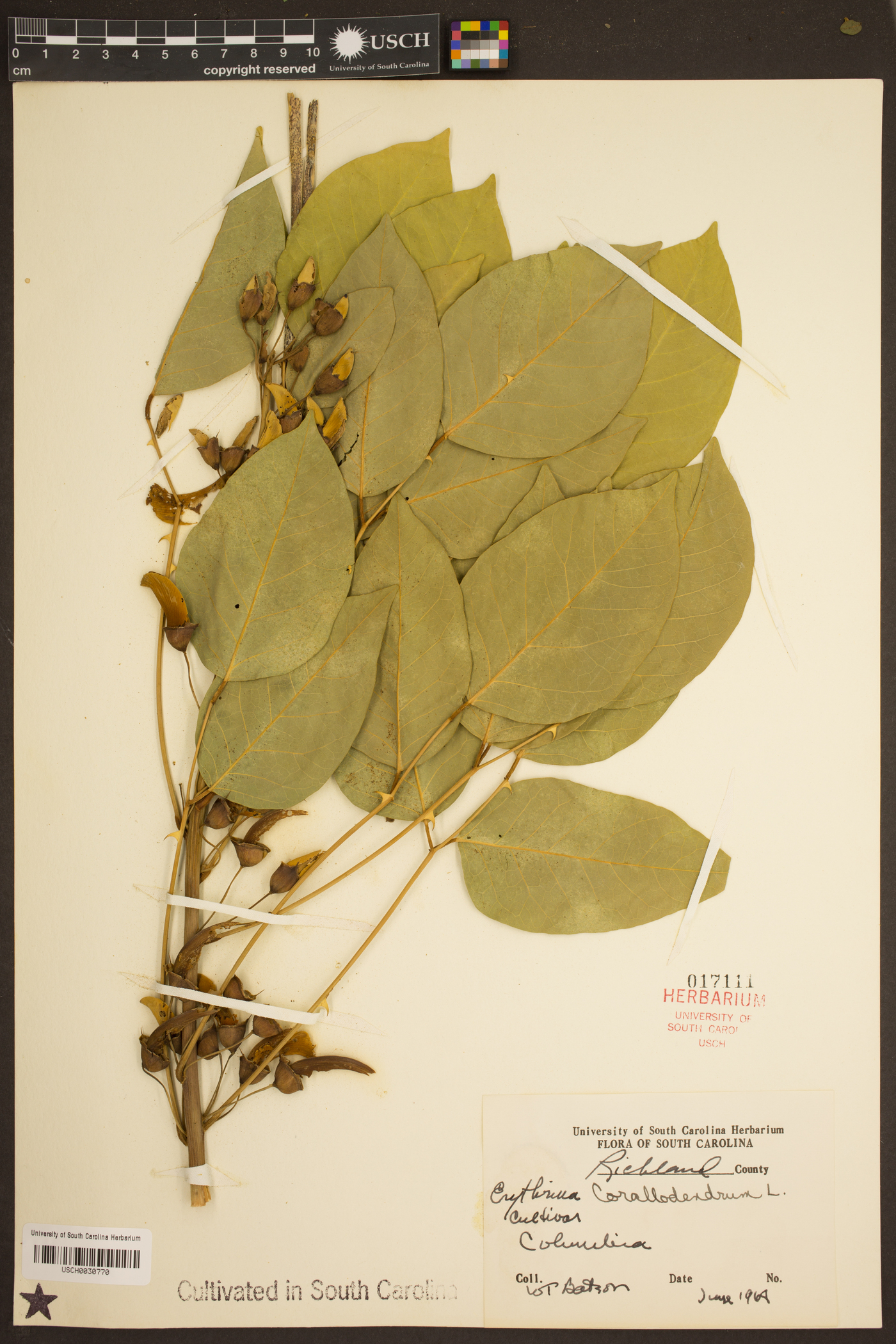 Erythrina corallodendron image